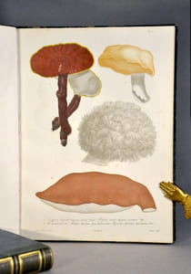 Histoire des champignons comestibles et vénéneux