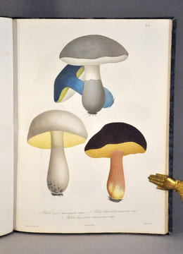 Histoire des champignons comestibles et vénéneux. ROCQUES (Joseph)