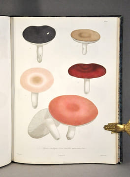 Histoire des champignons comestibles et vénéneux. ROCQUES (Joseph)