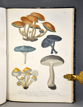 Histoire des champignons comestibles et vénéneux. ROCQUES (Joseph)