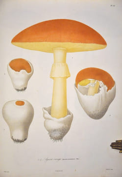 Histoire des champignons comestibles et vénéneux. ROCQUES (Joseph)
