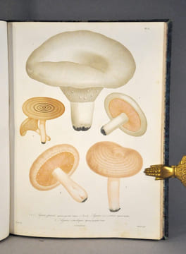 Histoire des champignons comestibles et vénéneux. ROCQUES (Joseph)