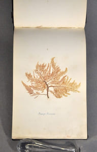 Rare herbier marin «  Album de Plantes Marine »