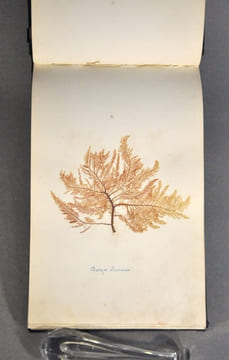 Rare herbier marin « Album de Plantes Marine ». undefined