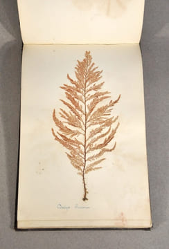 Rare herbier marin « Album de Plantes Marine ». undefined