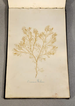 Rare herbier marin « Album de Plantes Marine ». undefined
