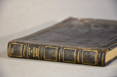 Rare herbier marin « Album de Plantes Marine ». undefined