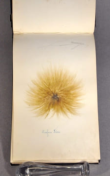 Rare herbier marin « Album de Plantes Marine ». undefined