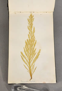 Rare herbier marin «  Album de Plantes Marine »