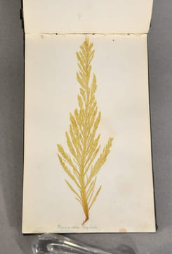 Rare herbier marin « Album de Plantes Marine ». undefined