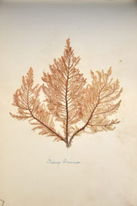 Rare herbier marin «  Album de Plantes Marine »