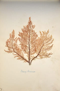 Rare herbier marin « Album de Plantes Marine ». undefined