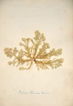 Rare herbier marin « Album de Plantes Marine ». undefined