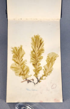 Rare herbier marin « Album de Plantes Marine ». undefined