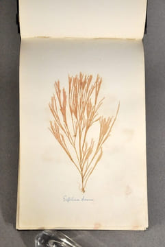 Rare herbier marin « Album de Plantes Marine ». undefined
