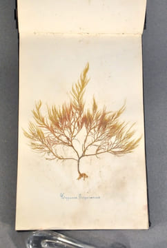 Rare herbier marin « Album de Plantes Marine ». undefined