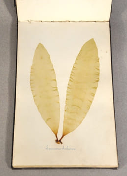 Rare herbier marin « Album de Plantes Marine ». undefined