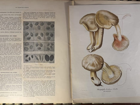 Les champignons toxiquesCaractères et détermination Toxines, intoxications, thérapeutique. R.Dujarric de la Rivière et Roger Heim