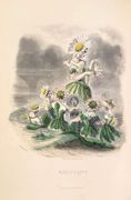 Les fleurs animées par J.J. Grandville  par GRANDVILLE (J.J.)  - Image 5