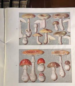 Œuvre Badines, complètes, du conte de Caylus. Avec figures.