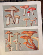 Œuvre Badines, complètes, du conte de Caylus. Avec figures. par CAYLUS (Anne Claude de)  - Image 6