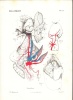 Atlas d'Anatomie comparée des Invertébrés.-. VAYSSIERE Albert Dr. Maître de conférences d'anatomie à la Faculté des sciences de Marseille.-