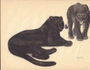 Lithograhie animali&egrave;re art d&eacute;co (2 f&eacute;lins).-. GUYOT Georges Lucien (1885  - 1972).-