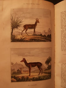 Oeuvres complètes de Buffon, avec les suppléments, augmentés de la classification de Cuvier, 9 tomes