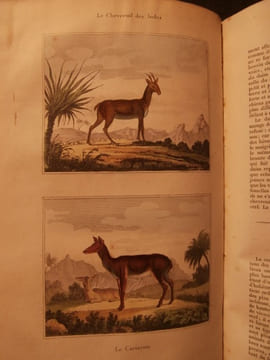 Oeuvres complètes de Buffon, avec les suppléments, augmentés de la classification de Cuvier, 9 tomes. Georges-Louis Leclerc comte de Buffon