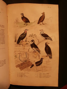Oeuvres complètes de Buffon, avec les suppléments, augmentés de la classification de Cuvier, 9 tomes