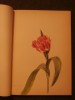 Flowers tulips, hyacinths, narcissi.... Princess Bibesco, Arlette Davids