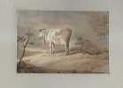 Deux vaches. FAURE