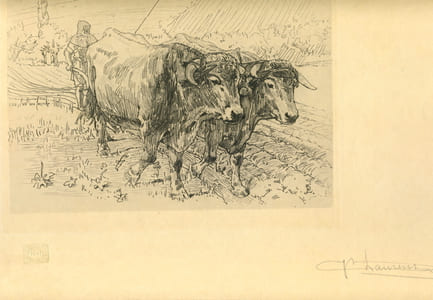 Un attelage de bœufs