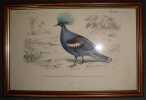 Pigeon. D’ ORBIGNY Charles