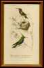 Oiseau-mouche . D’ ORBIGNY Charles