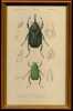 Scarab&eacute;e - Chrysophore. D’ ORBIGNY Charles