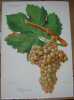 Ampelographie ( Viala et Vermorel ) Cabugueiro. TRONCY J. M.