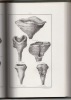 Éponges fossiles des sables du terrain crétacé supérieur des environs de Saumur. Étage sénonien de d'Orbigny.. COURTILLER A.