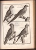 Tableau encyclopédique et méthodique des trois règnes de la nature. Ornithologie.. BONNATERRE Abbé
