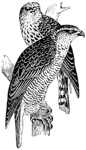 Une chasse au faucon.
