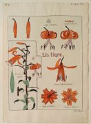 Lis Tigré. par BOTANIQUE.