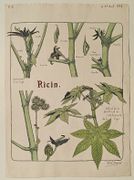 Ricin. par BOTANIQUE.