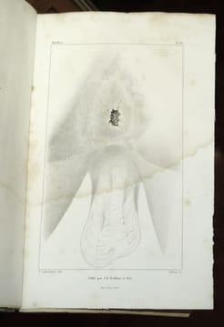 Étude médico-légale sur les attentats aux moeurs. TARDIEU Alexandre