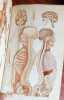 STRUCTURE ET PHYSIOLOGIE ANIMALES. Démontrées à l'aide de figure coloriées, découpées et superposées.. COMTE Achille