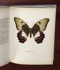 PAPILLONS DE JOUR.. MOUCHA Jozeph - PROCHAZKA Frantisek (illustrations)
