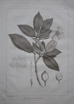 Relation de l’ambassade anglaise, envoyée en 1795 dans le royaume d’Ava, ou l’empire des Birmans. . SYMES MICHAEL.