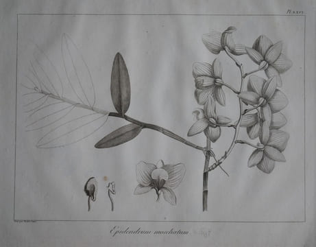Relation de l’ambassade anglaise, envoyée en 1795 dans le royaume d’Ava, ou l’empire des Birmans. . SYMES MICHAEL.