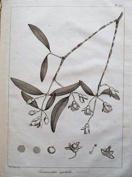 Relation de l’ambassade anglaise, envoyée en 1795 dans le royaume d’Ava, ou l’empire des Birmans.. SYMES MICHAEL.
