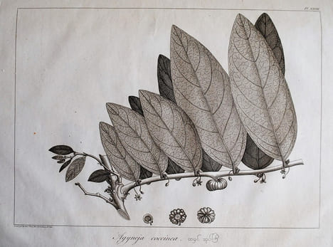 Relation de l’ambassade anglaise, envoyée en 1795 dans le royaume d’Ava, ou l’empire des Birmans.. SYMES MICHAEL.