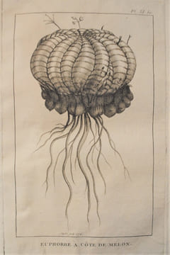 Second voyage dans l’intérieur de l’Afrique, par le cap de Bonne-Espérance, dans les années 1783, 84 et 85.. LEVAILLANT FRANÇOIS.